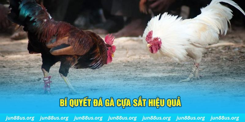 55789win đá gà cựa dao