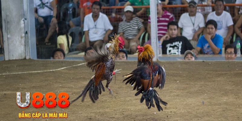 55789win đăng nhập mậu binh online