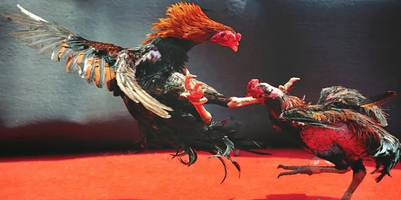 55789win BG Bắn cá