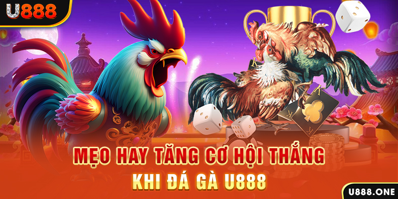 55789win trực tiếp gà chọi c1