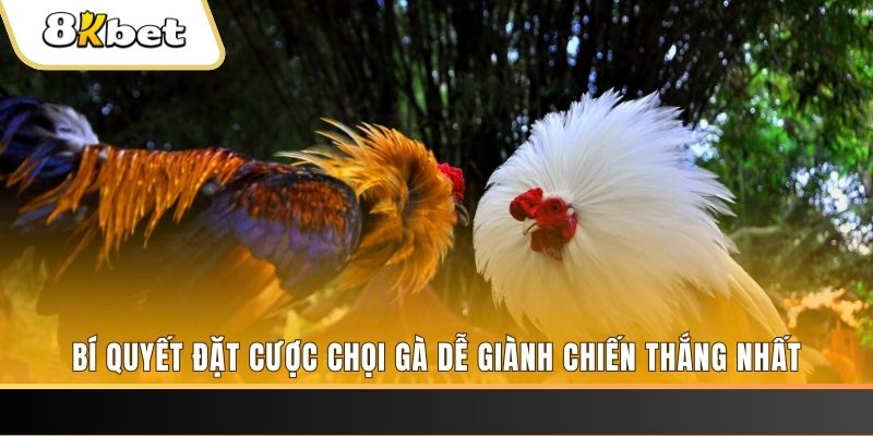 55789win Tài Xỉu 2